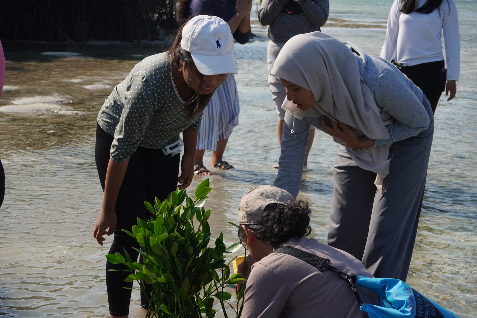 Penanaman Bibit Mangrove